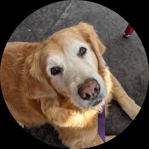 Meet your Posher, Abby